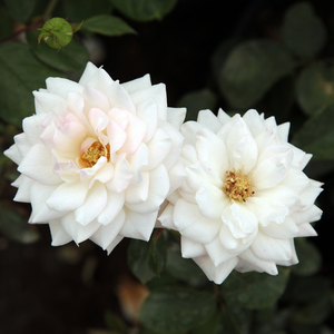 Alb sau roz pal - trandafir pentru straturi Floribunda